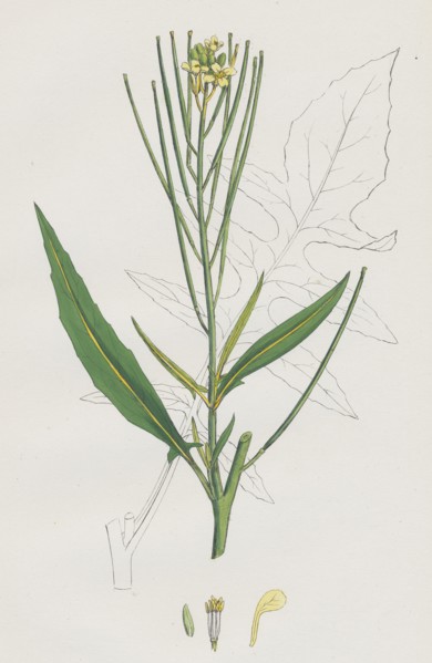 Sisymbrium Irio; London Rocket