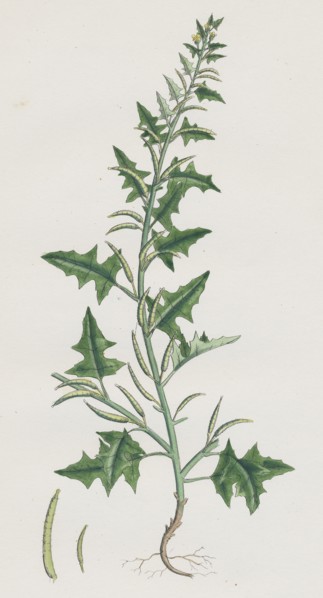 Sisymbrium polyceratium; Prostate Hedge-mustard