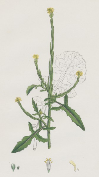 Sisymbrium officinale; Common Hedge-mustard
