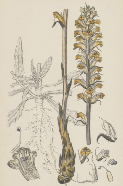 Orobanche Picridis; Picris Broom-rape