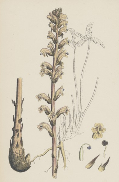 Orobanche eu-minor; Lesser Broom-rape