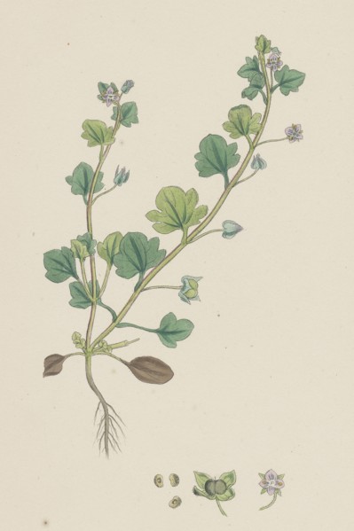 Veronica hederifolia; Ivy-leaved Speedwell