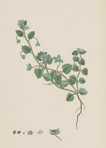 Veronica polita; Grey Procumbent Speedwell