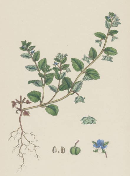 Veronica agrestis; Green Procumbent Speedwell