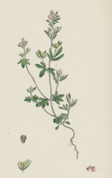 Veronica triphyllos; Trifid Speedwell