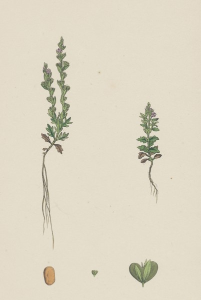 Veronica verna; Vernal Speedwell