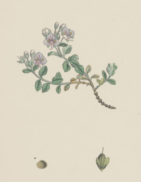 Veronica saxatilis; Blue Rock Speedwell