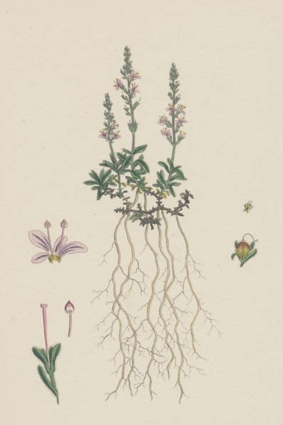 Veronica officinalis, var. hirsuta; Common Speedwell, var. B.