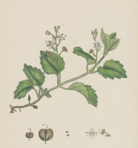 Veronica montana; Mountain Speedwell