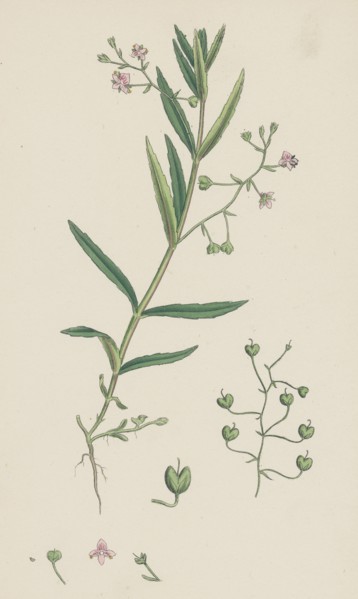 Veronica scutellata; Marsh Speedwell