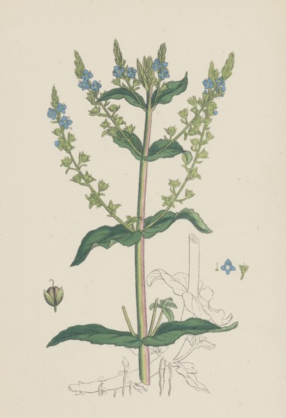 Veronica Anagallis; Water Speedwell