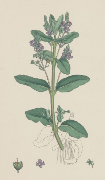 Veronica Beccabunga; Brooklime