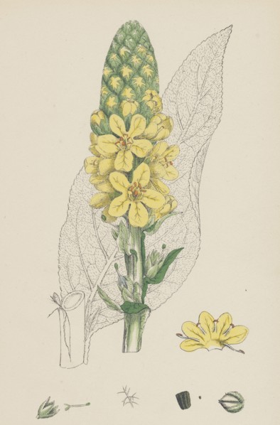 Verbascum Thapsus; Great Mullein