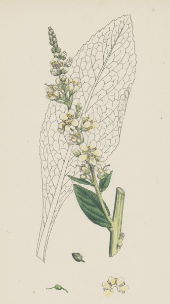 Verbascum Lychnitis; White Mullein