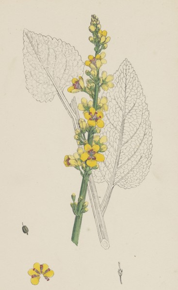 Verbascum nigrum; Dark Mullein