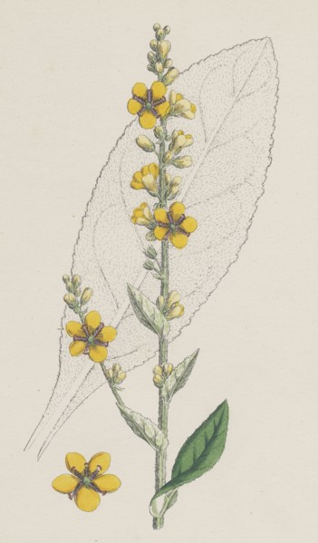 Verbascum Thapso-nigrum; Hybrid between Great and Dark Mulleins