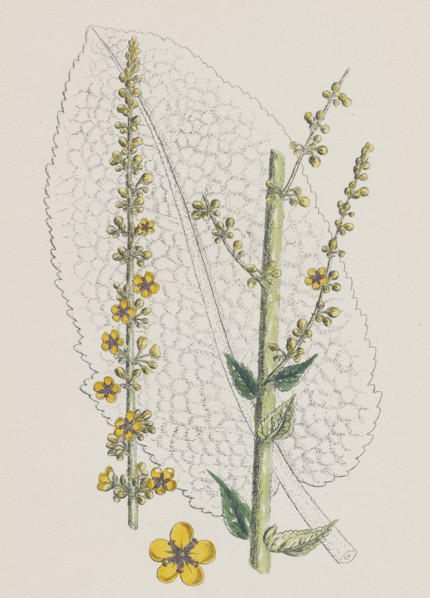 Verbascum nigro-pulverulentum; Hybrid between Dark and Hoary Mulleins