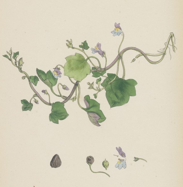 Linaria Cymbalaria; Ivy-leaved Toadflax