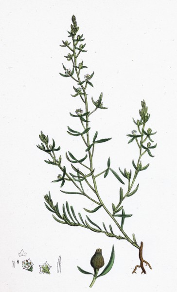 Thesium humifusum; Bastard Toadflax
