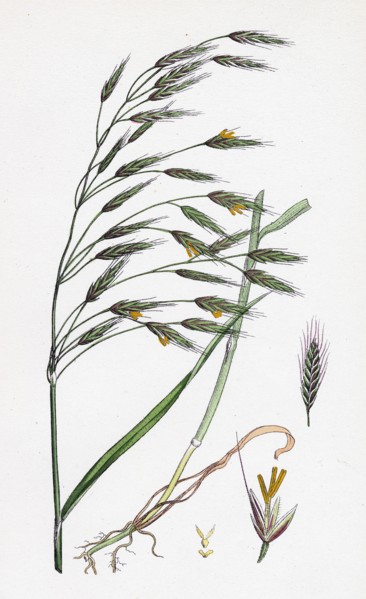 Bromus arvensis; Field Brome-grass