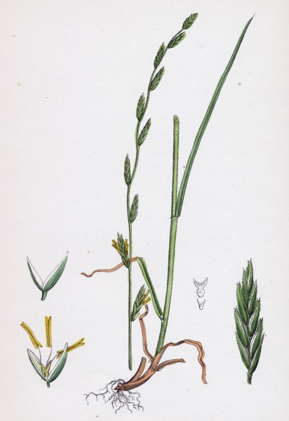 Festuca pratensis, var. loliacea; Meadow Fescue-grass, var. B.