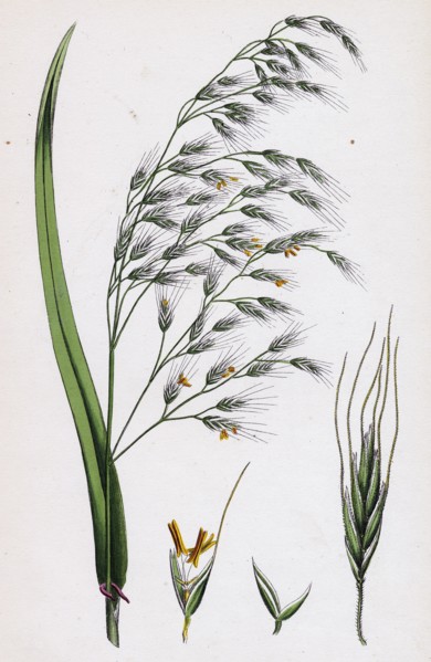Bromus giganteus, var. genuinus; Tall Brome-grass, var. a.
