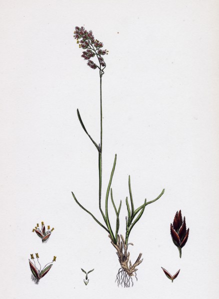 Poa eu-laxa; Wavy Meadow-grass