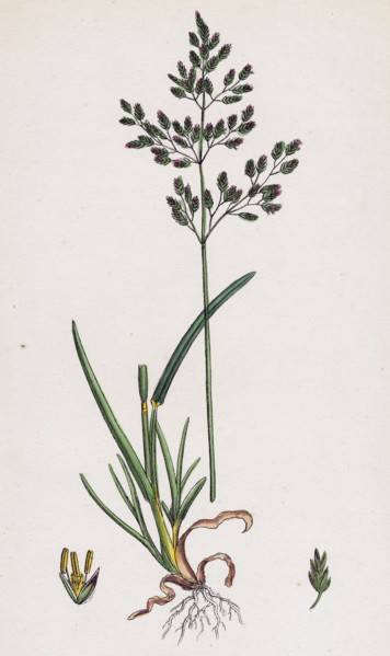 Poa caesia; Caesious Meadow-grass