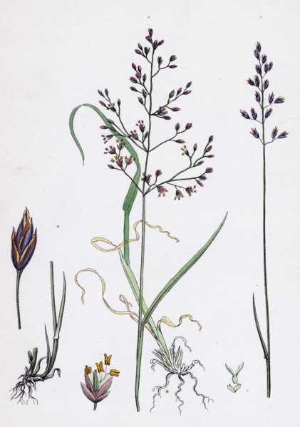 Poa dissitiflora; Glaucous Meadow-grass