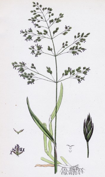Poa trivialis; Rough Meadow-grass