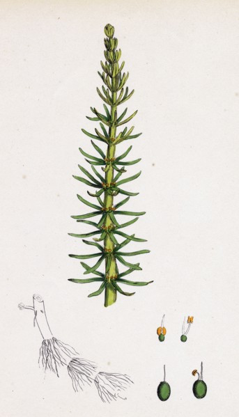 Hippuris vulgaris; Common Mare's-tail