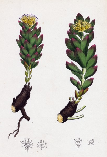 Sedum Rhodiola; Rose-root