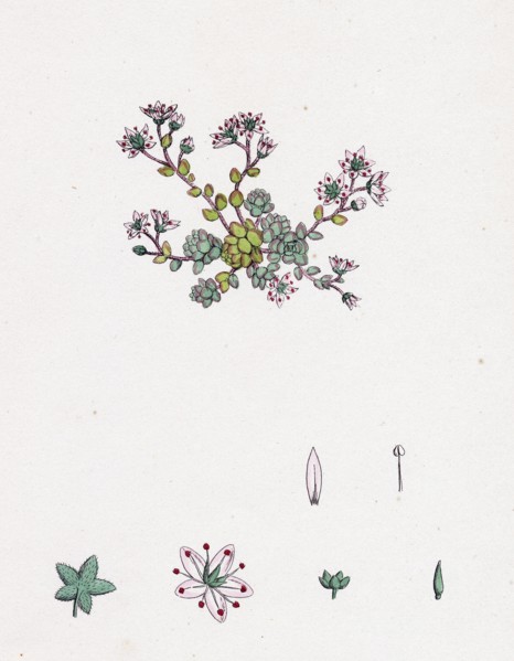 Sedum dasyphyllum; Thick-leaved Stone-crop