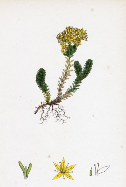 Sedum sexangulare; Insipid Stone-crop