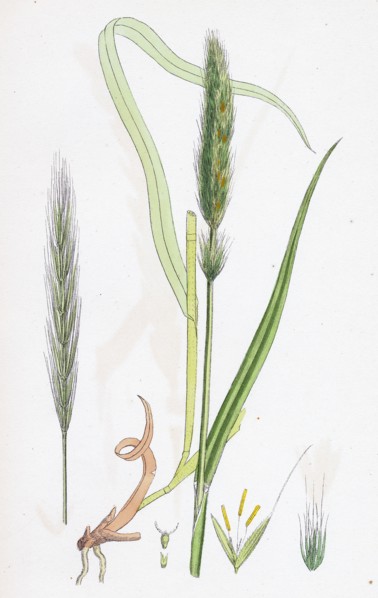 Hordeum sylvaticum; Wood Barley