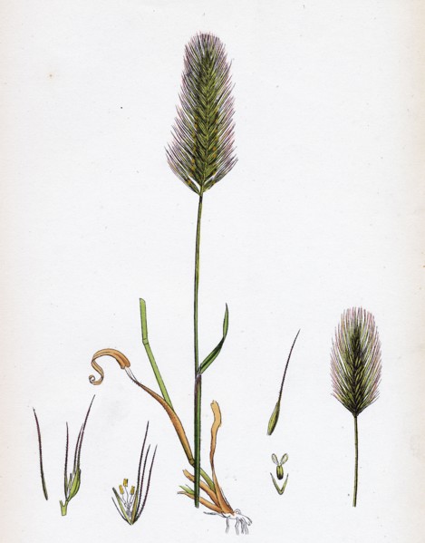Hordeum maritimum; Sea Barley