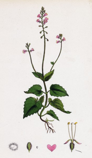 Circaea alpina; Alpine Enchanter's-Nightshade