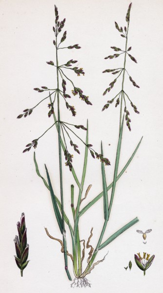 Sclerochloa eu-distans; Reflexed Meadow-grass