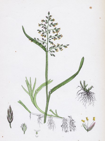 Poa annua; Annual Meadow-grass