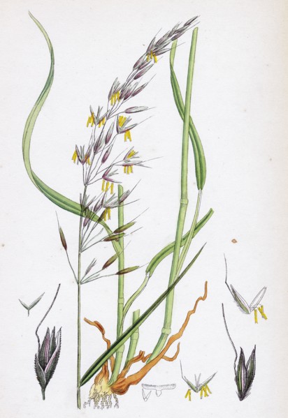 Avena elatior; False Oat-grass