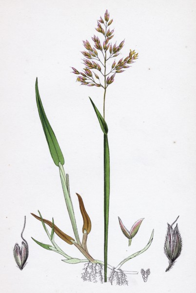 Holcus mollis; Creeping Soft-grass