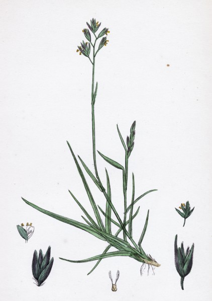 Triodia decumbens; Decumbent Heath-grass