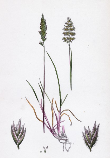 Köleria cristata; Crested Hair-grass