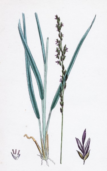 Molinia caerulea; Purple Melic-grass