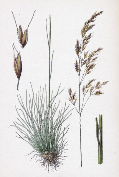 Aira uliginosa; Bog Hair-grass