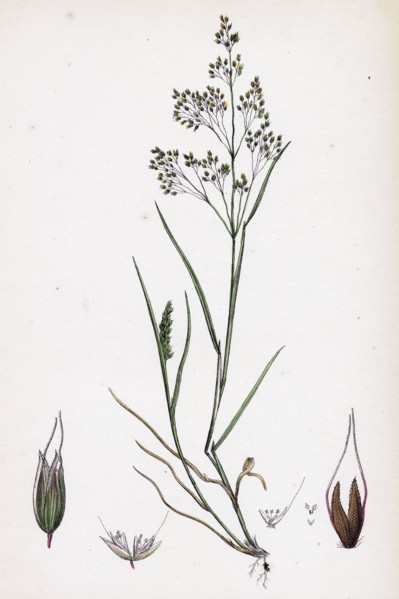 Aira caryophyllea; Silvery Hair-grass