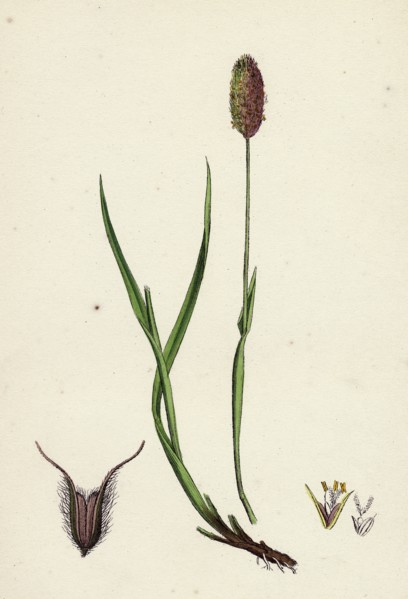 Phleum alpinum; Alpine Timothy-grass