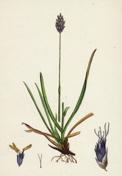 Sesleria caerulea; Blue Moor-grass