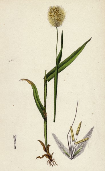 Lagurus ovatus; Ovate Hare's-tail-grass