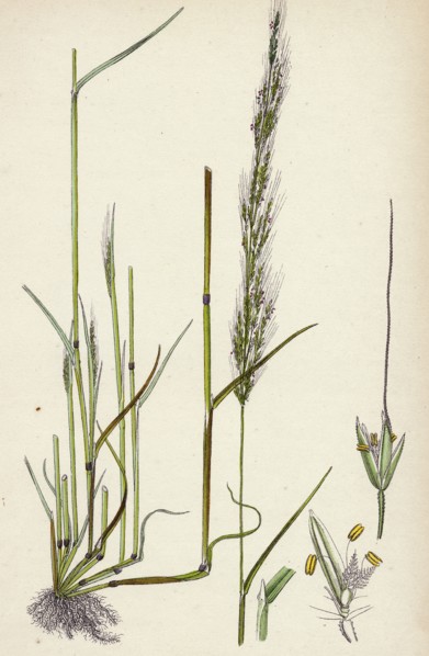 Agrostis interrupta; Dense-flowered Silky Bent-grass